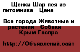 Щенки Шар пея из питомника › Цена ­ 25 000 - Все города Животные и растения » Собаки   . Крым,Гаспра